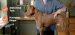 Measuring Your Dog’s Body Condition: A Video Demonstration