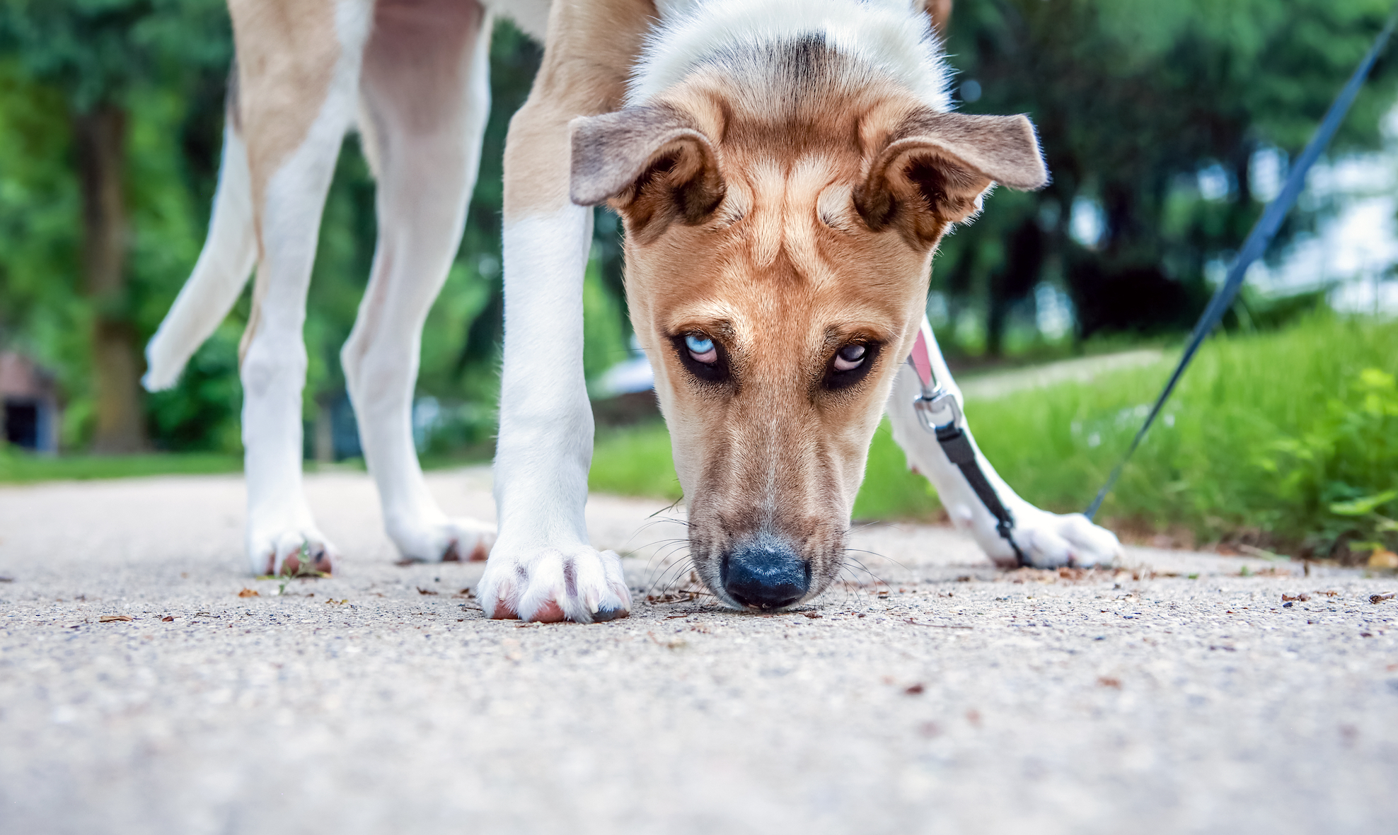 do dogs need a leptospirosis vaccine