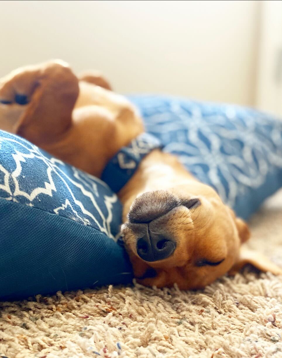 what-you-need-to-know-about-dogs-and-sleep