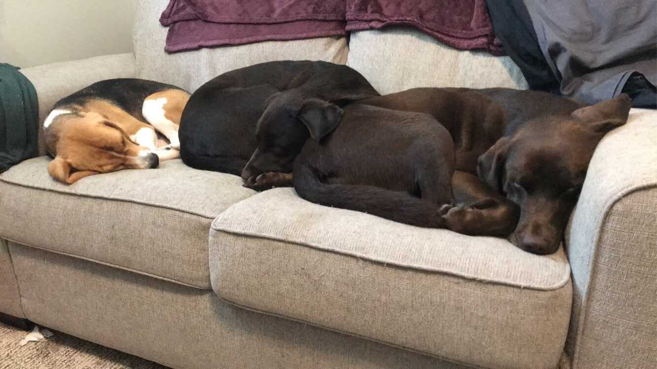 should dogs sleep in the same room as you