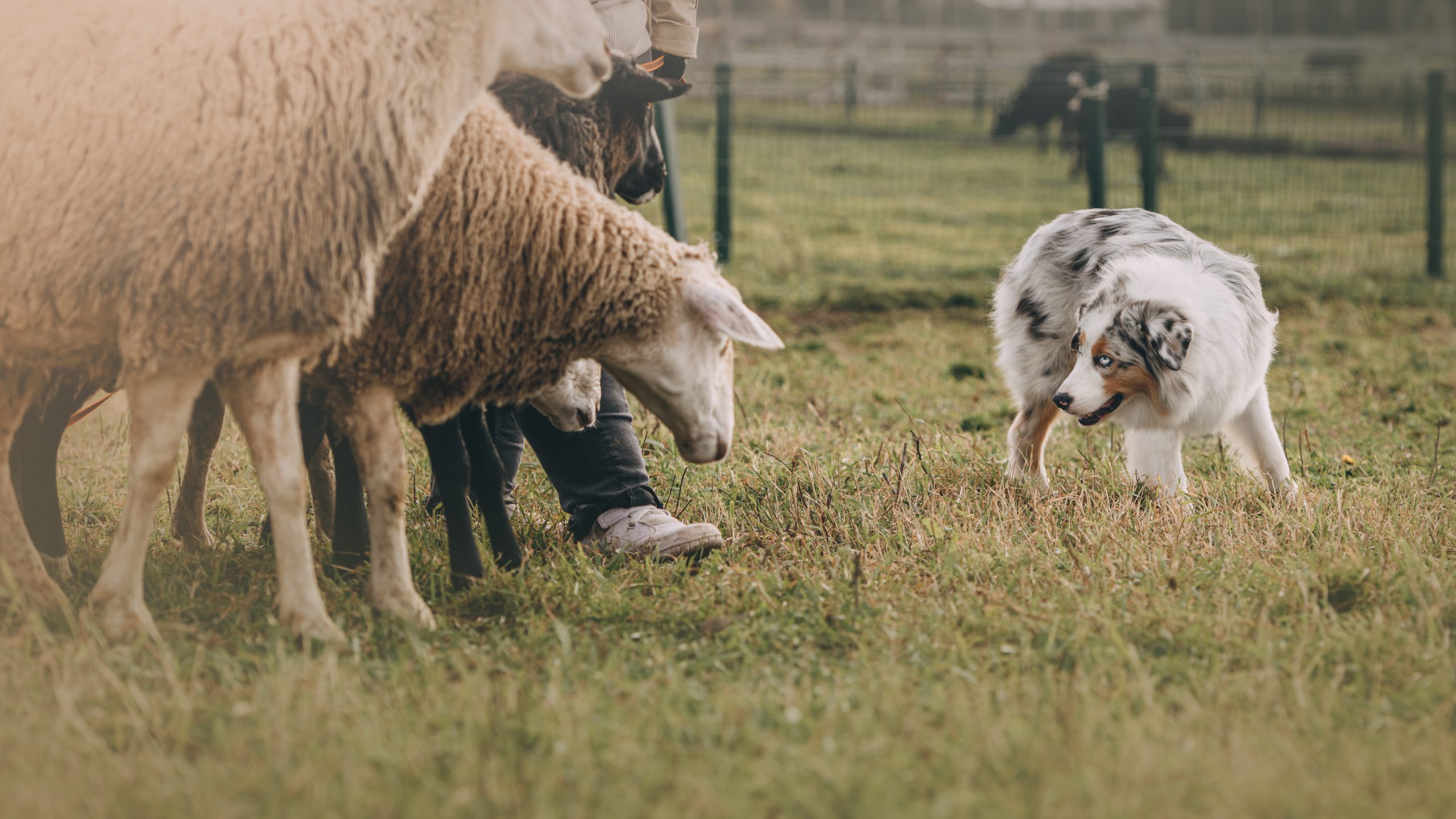 A Guide to Owning an Australian Shepherd - PetHelpful