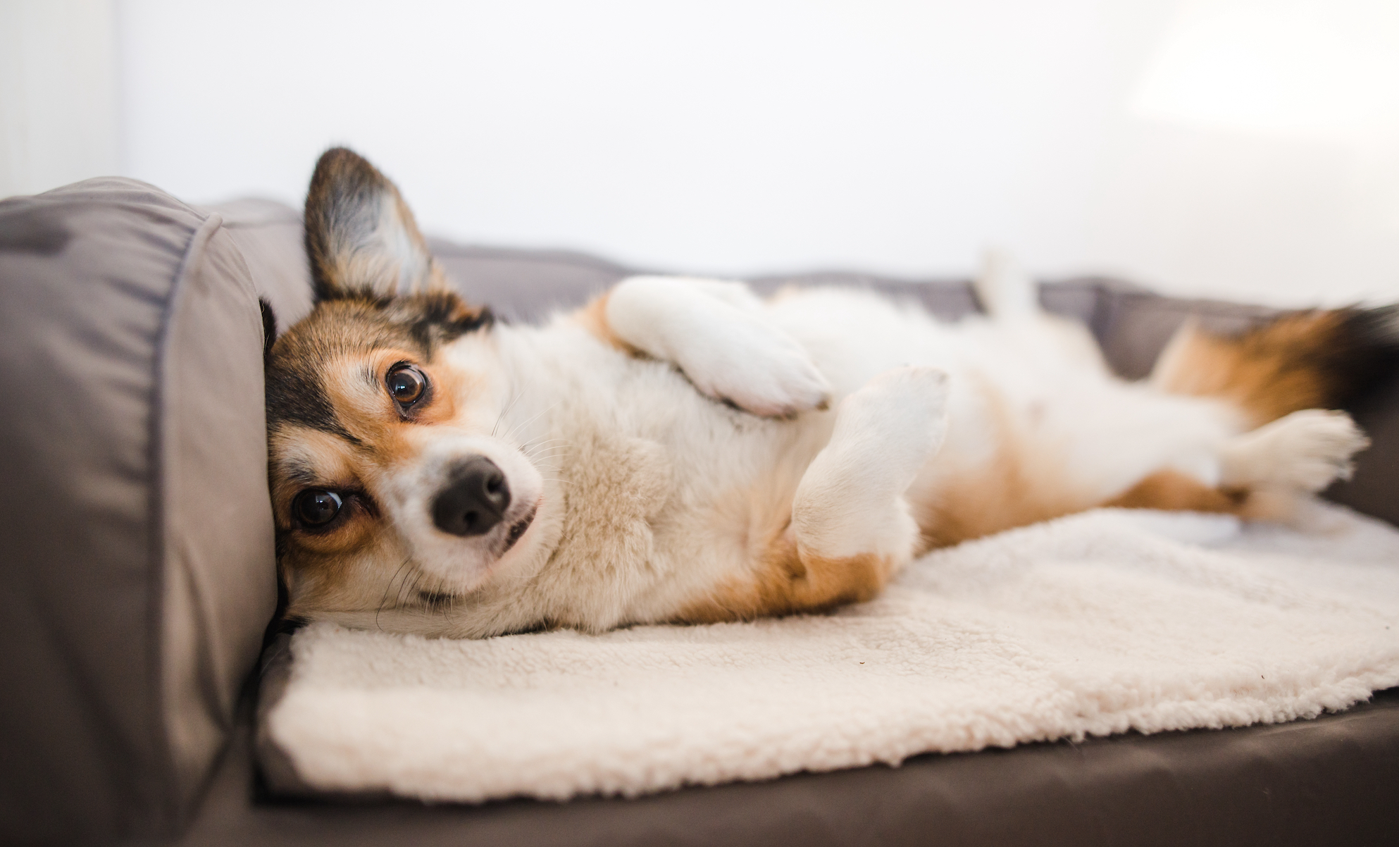 The Best Dog Food For Liver Disease