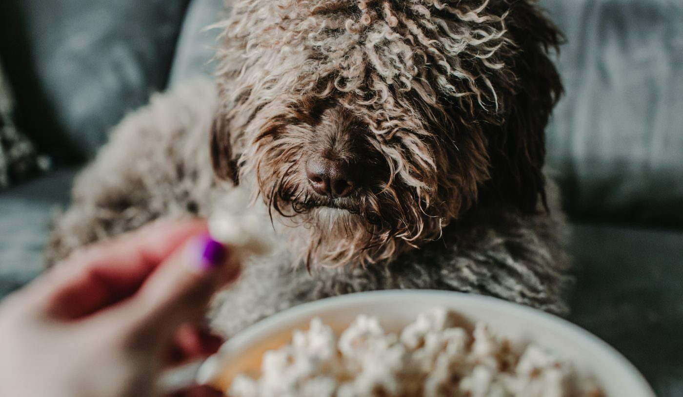 Can dogs outlet have kettle corn