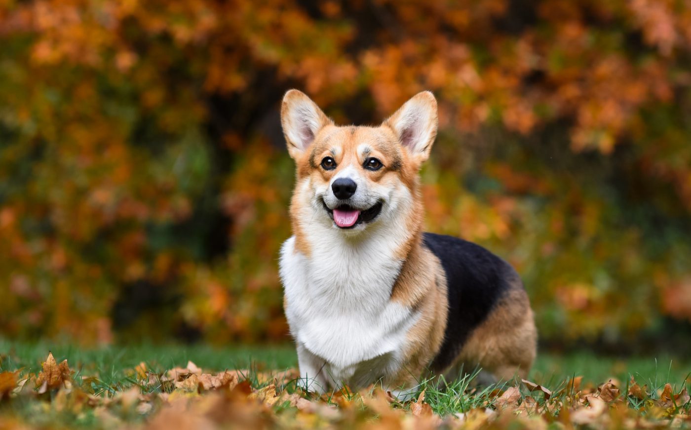 Corgi Puppies: Cute Pictures and Facts