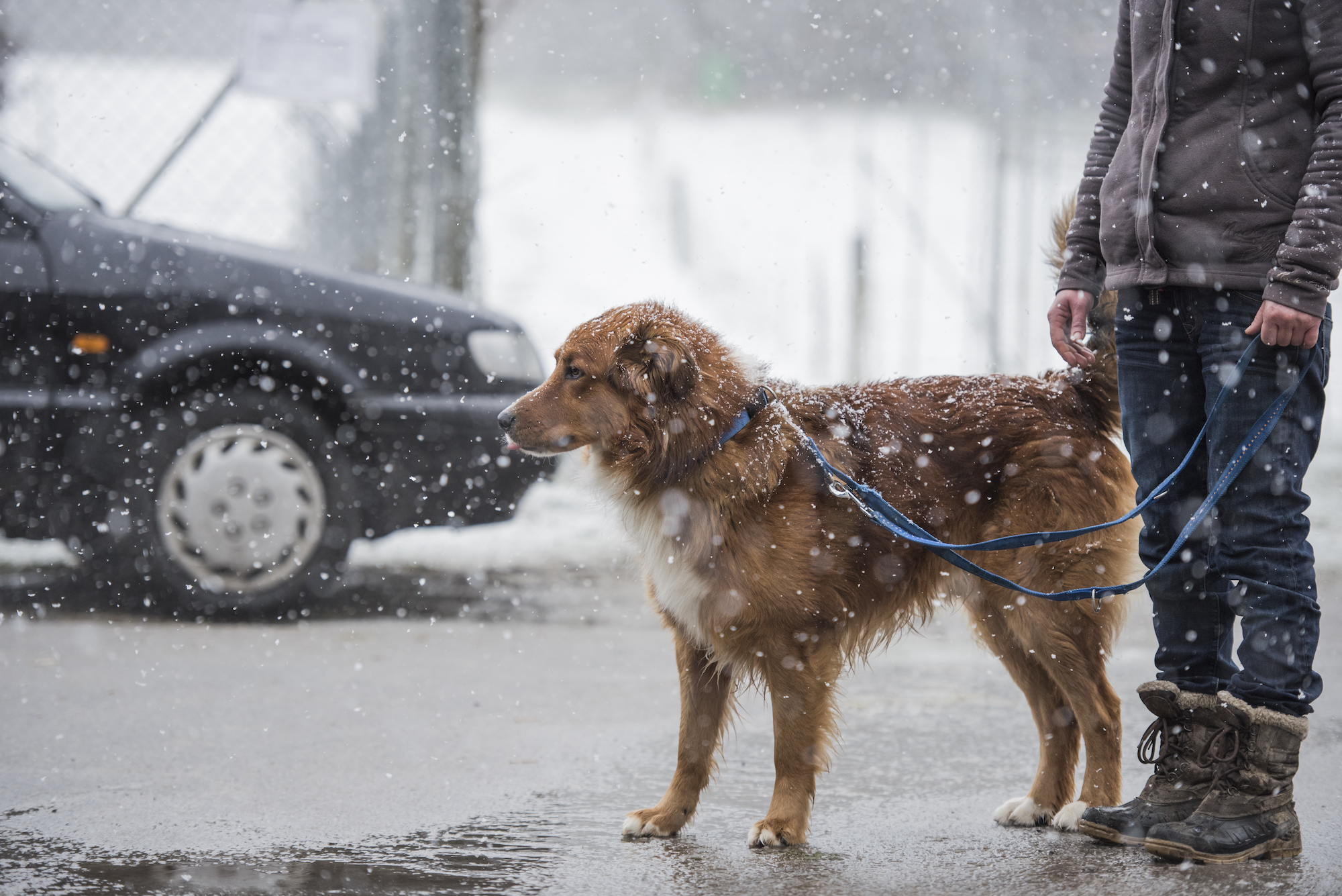 Do Dogs Need Boots For Snow And Cold Weather 