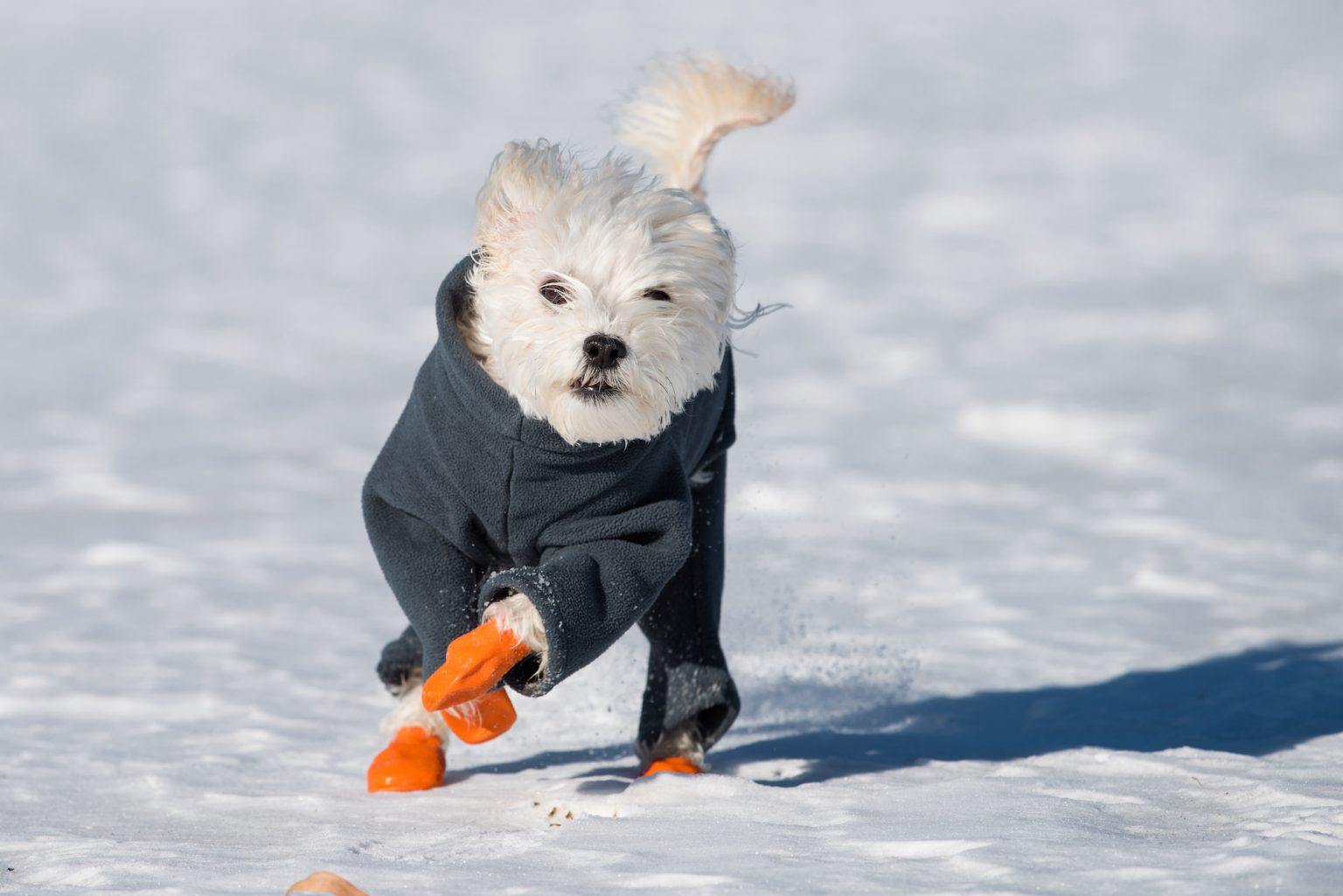 Do Dogs Need Boots For Snow and Cold Weather?