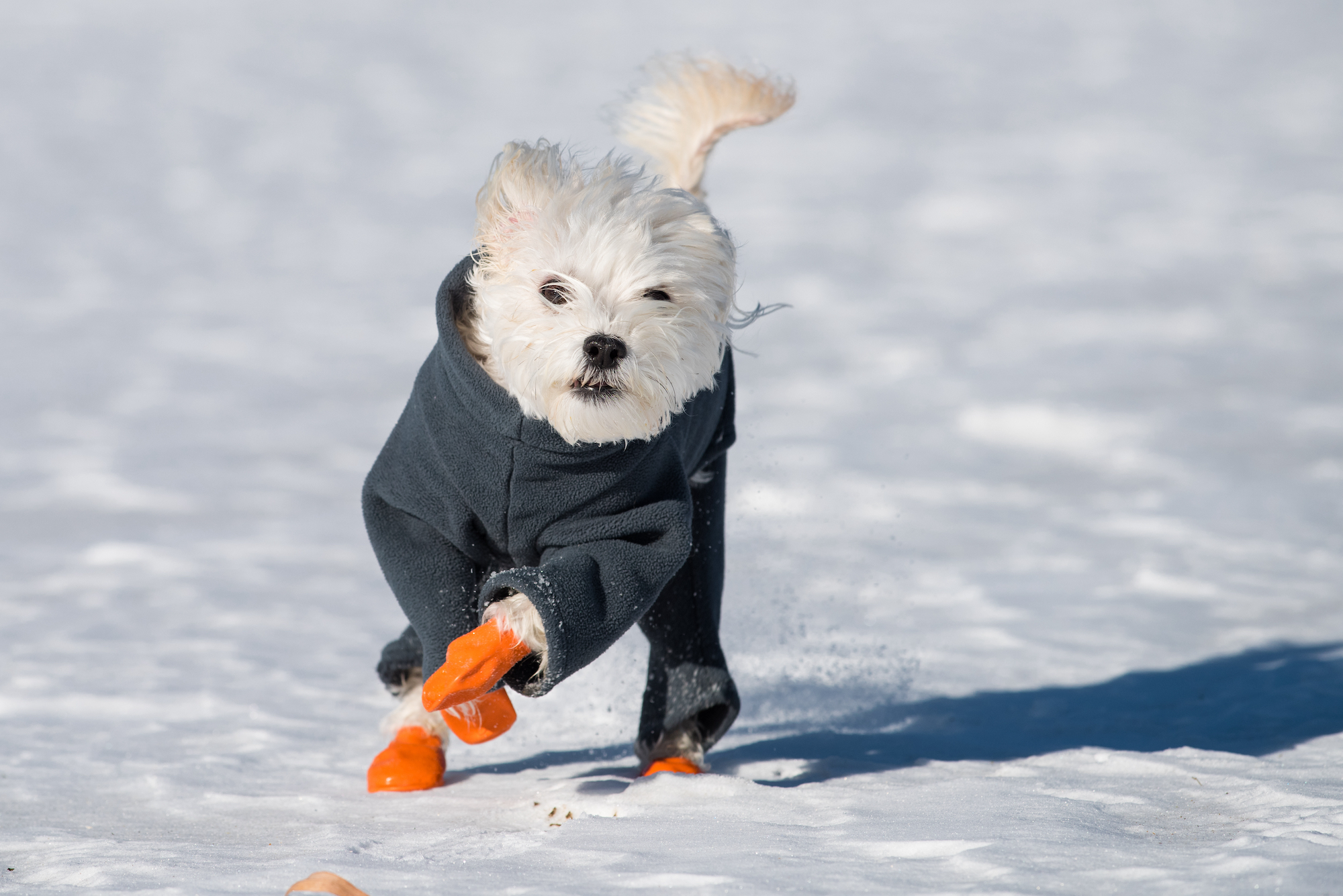 Do Dogs Need Boots For Snow And Cold Weather 