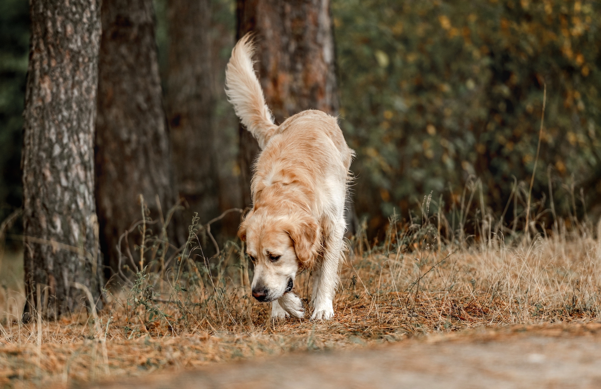 how can i prevent my dog from eating cat poop
