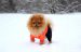 Winter Paws: Should Your Dog Wear Boots?