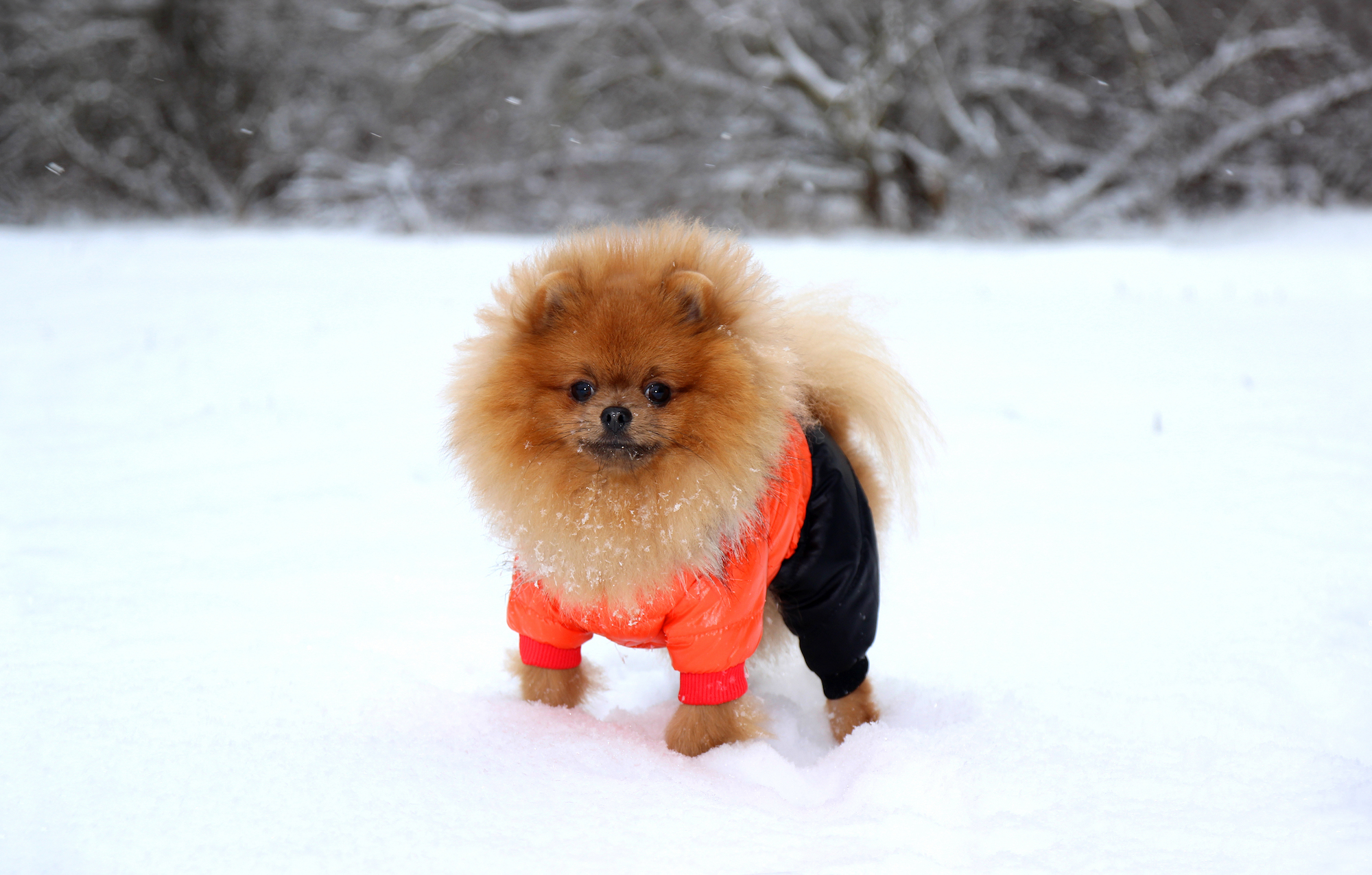 Do Dogs Need Boots For Snow And Cold Weather 