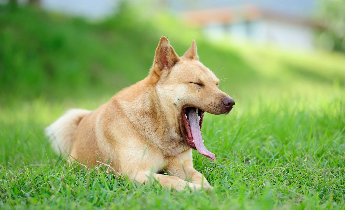 Why Do Dogs Yawn 