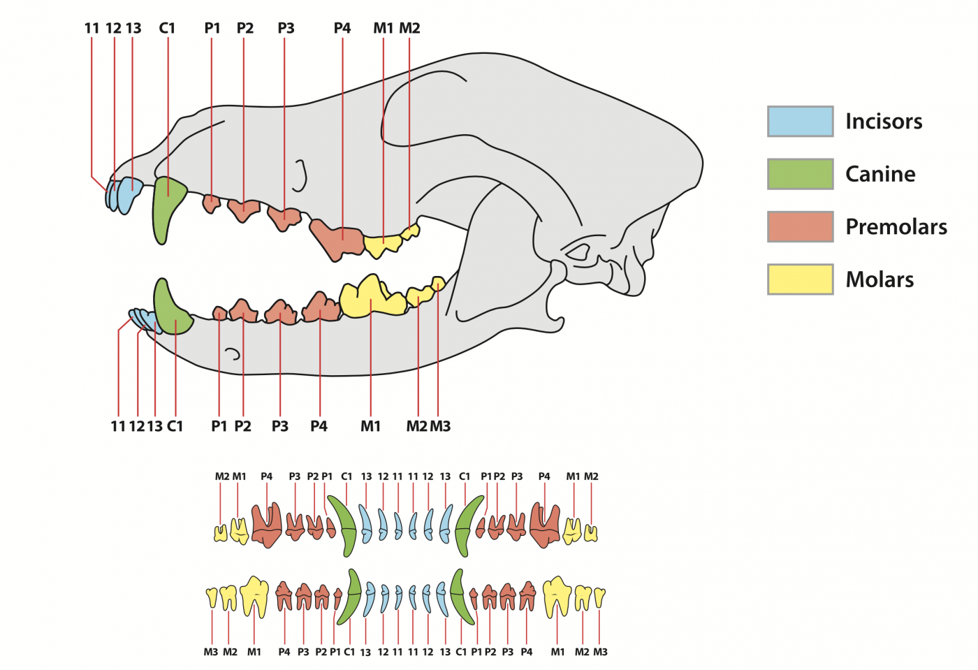 How Many Teeth Do Dogs Have? And Other Dental Questions Answered