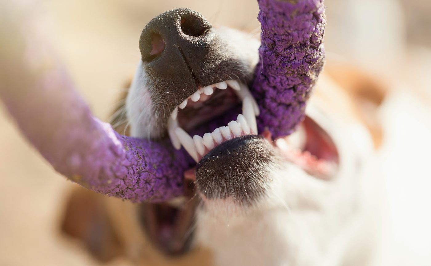 How Many Teeth Do Dogs Have And Other Dental Questions Answered