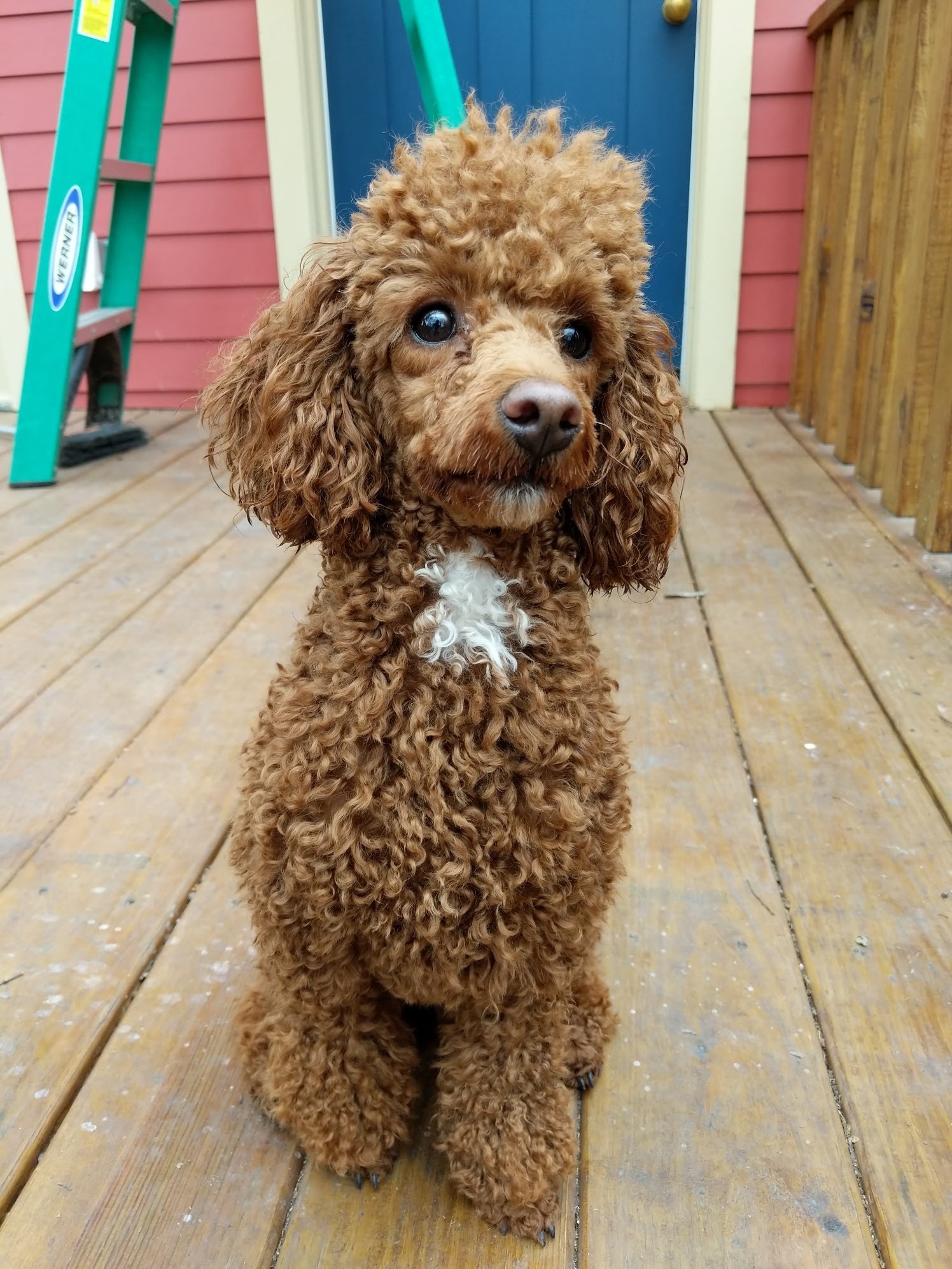 Toy Poodle - Sidewalk Dog