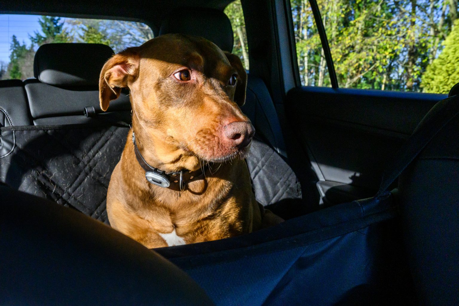 How To Tell If Your Dog Is Carsick