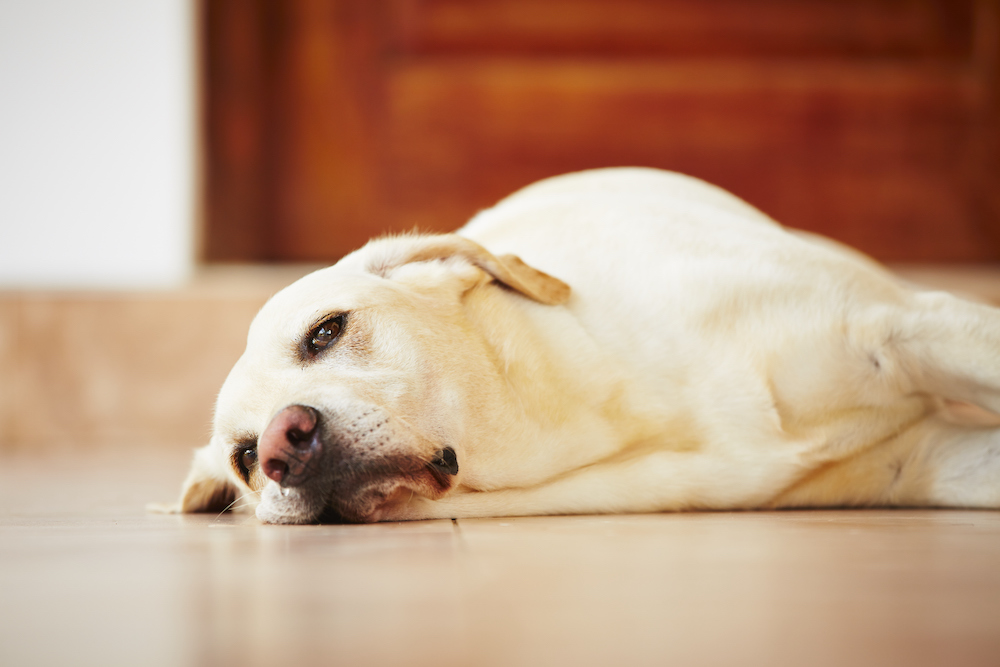 what can i give my dog for upset stomach and diarrhea
