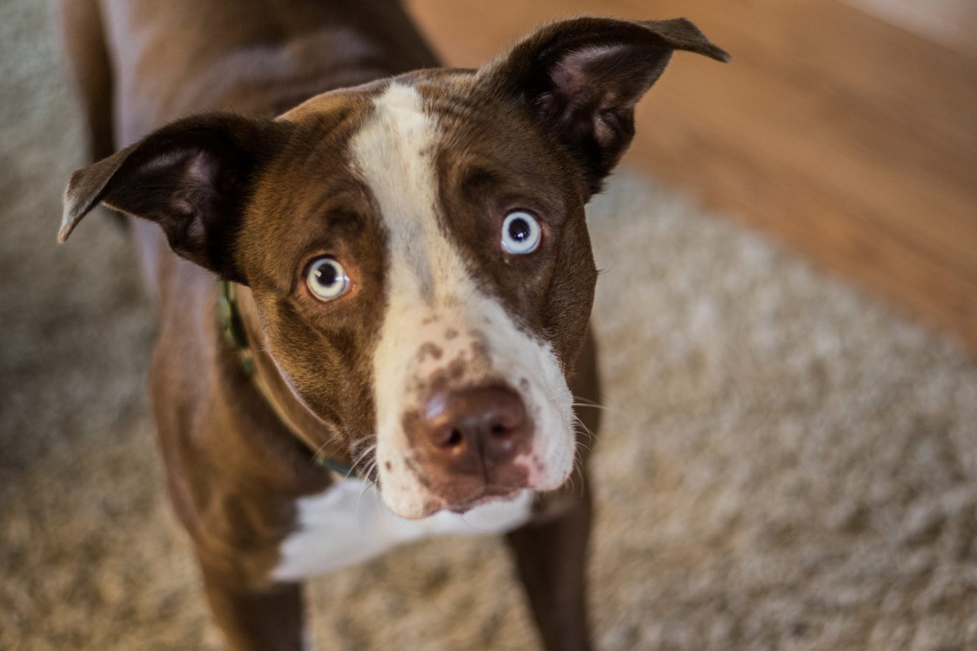 Dogs And Marijuana Is Pot Toxic For Your Dog The Farmer S Dog   Pot Dogfreakedout 1400x933 