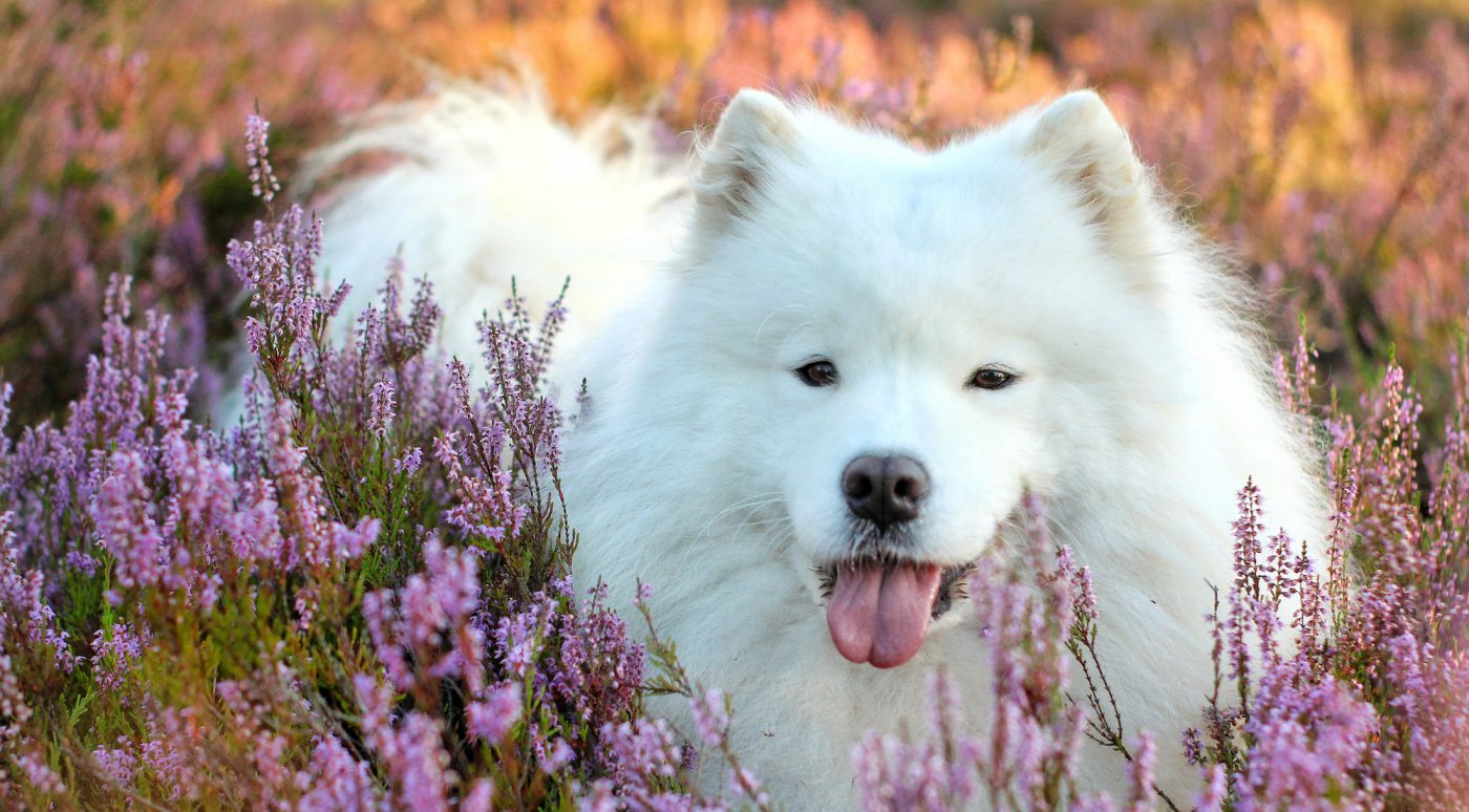 Can A Samoyed Guard A Home