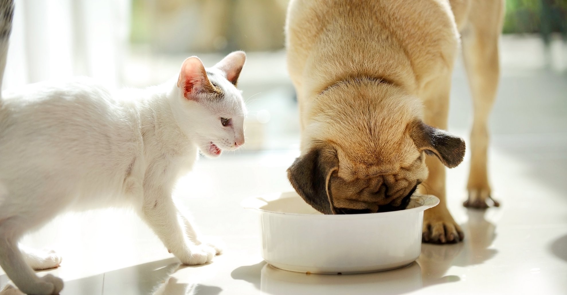 Can Dogs Eat Cats Dry Food 