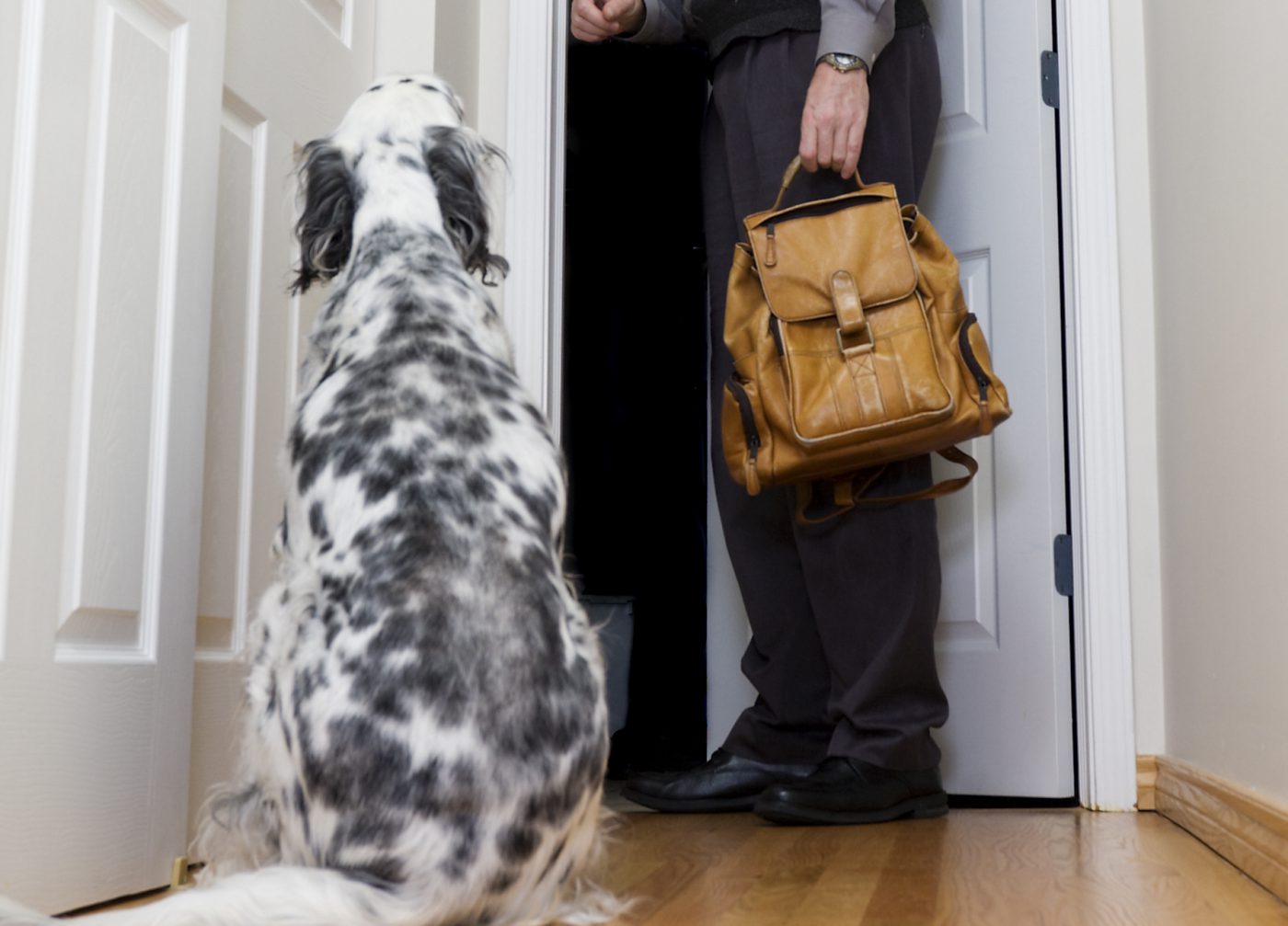 How To Treat Separation Anxiety In Pandemic Puppies In Every Situation   Separation Anxiety 2 1400x1007 