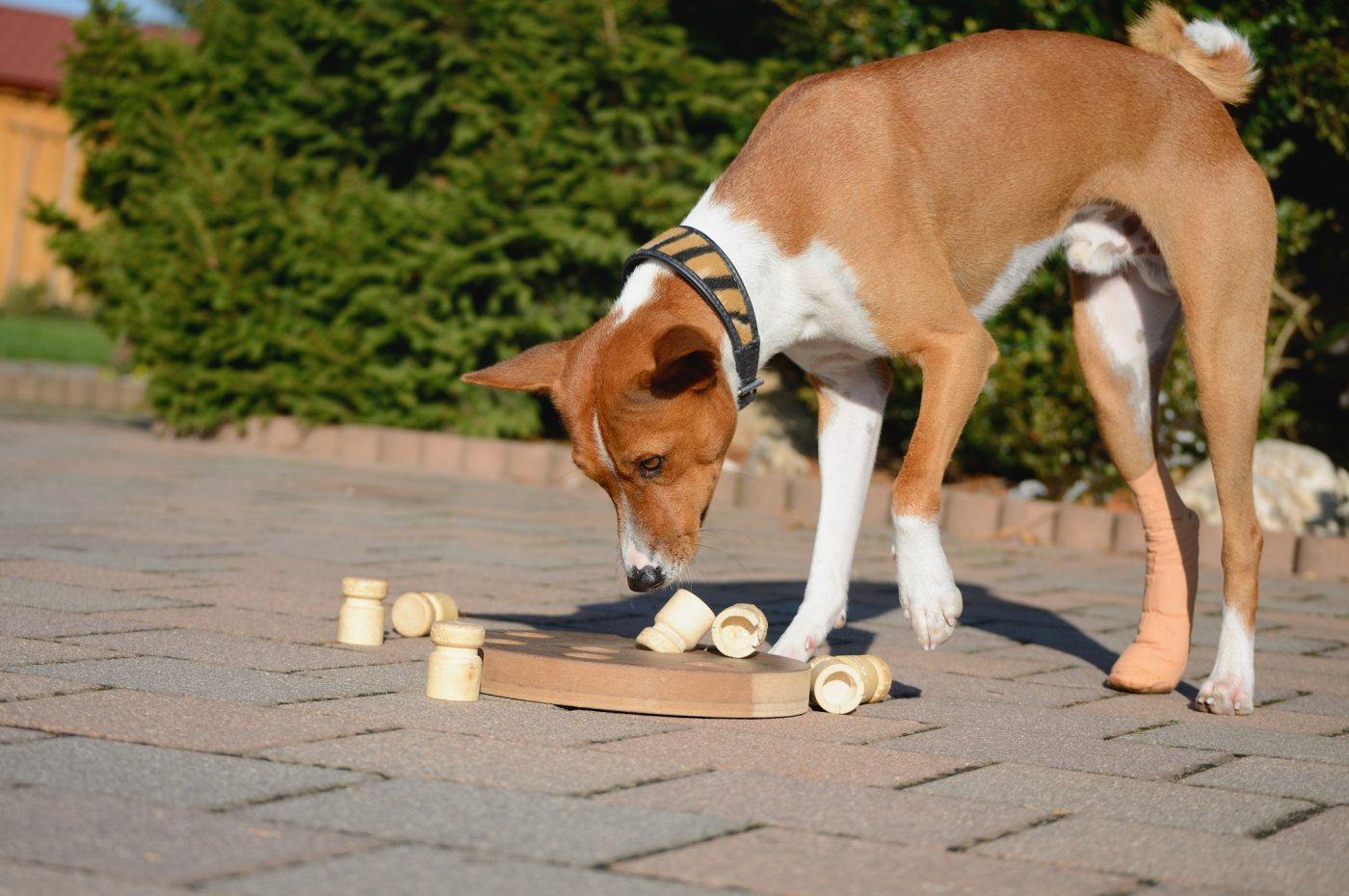 brain-games-for-dogs-how-to-provide-your-pup-a-mental-workout