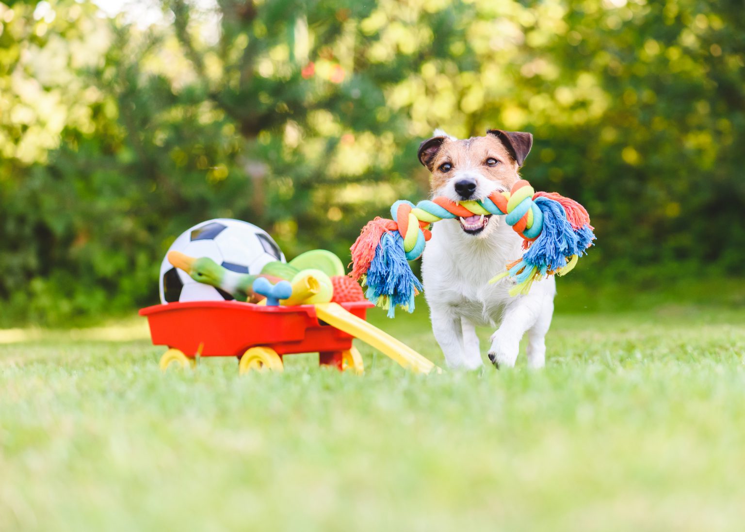 brain-games-for-dogs-how-to-provide-your-pup-a-mental-workout