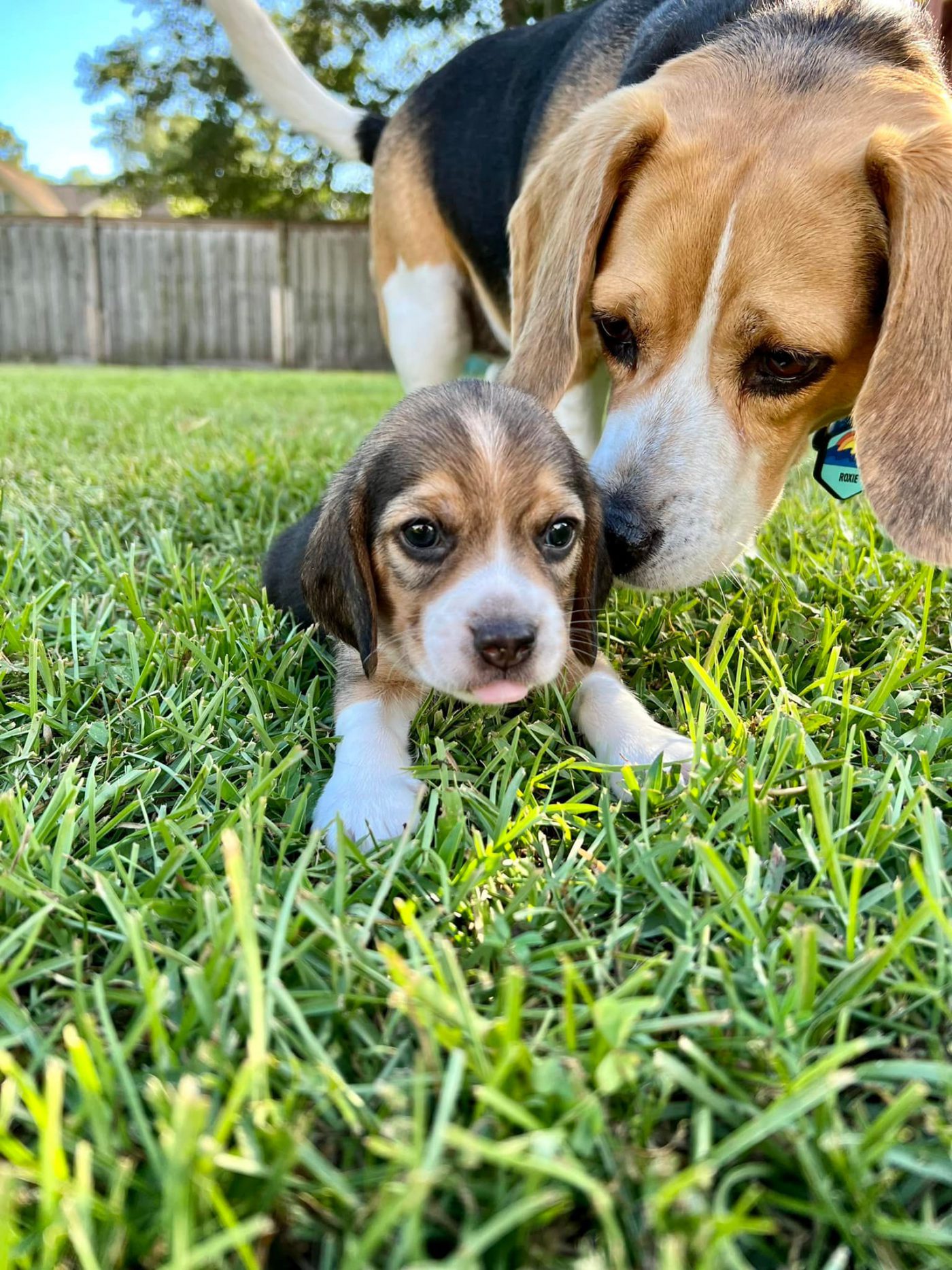 How to Adopt One of the 4,000 Beagles Rescued from a Virginia Breeding