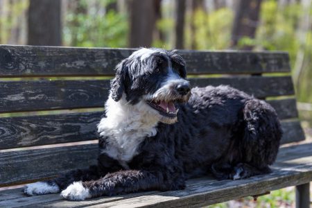 Cane Corso Dog Breed: History, Personality, Training and What To Feed