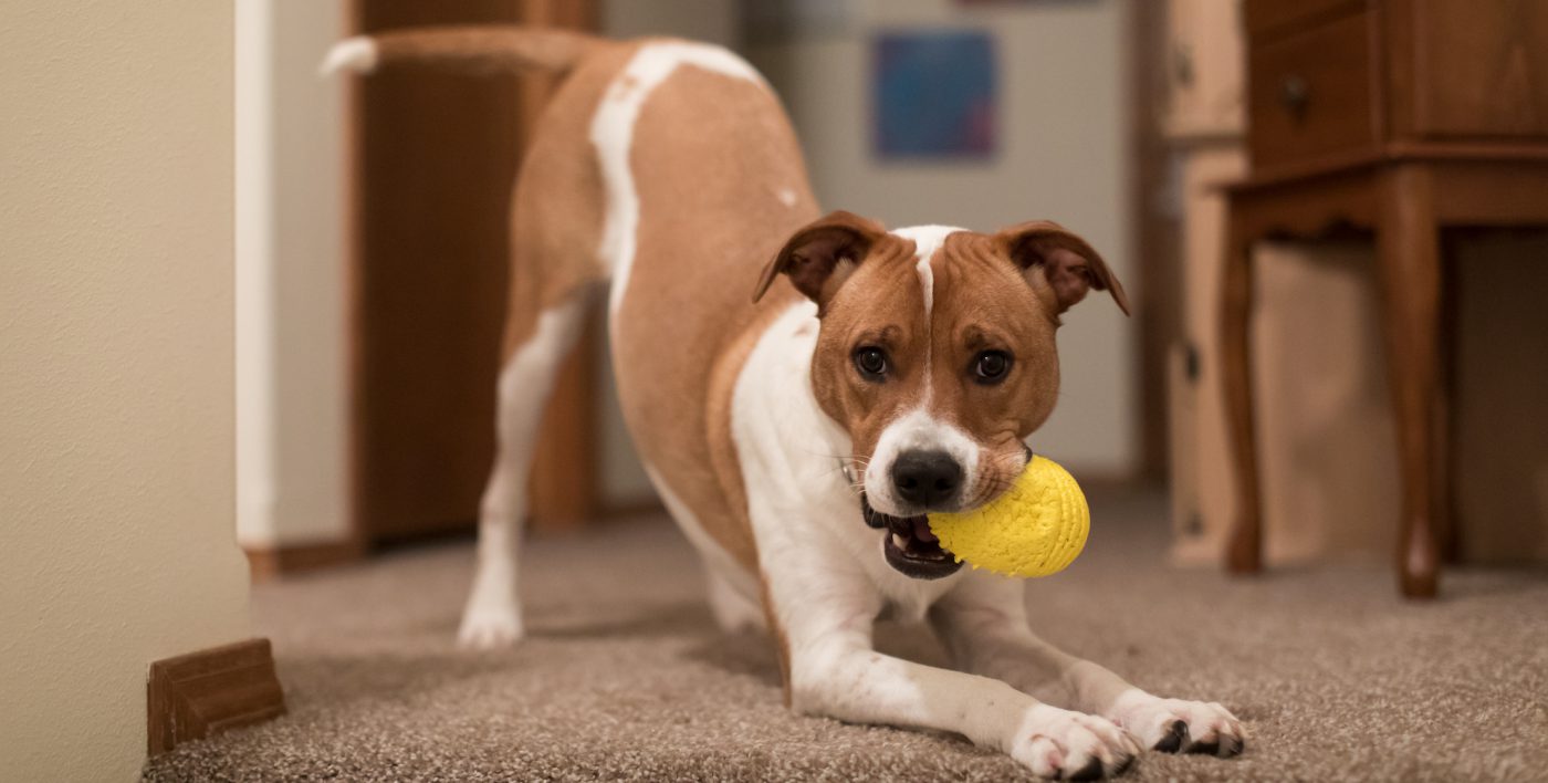 Rainy Day Dog Activities