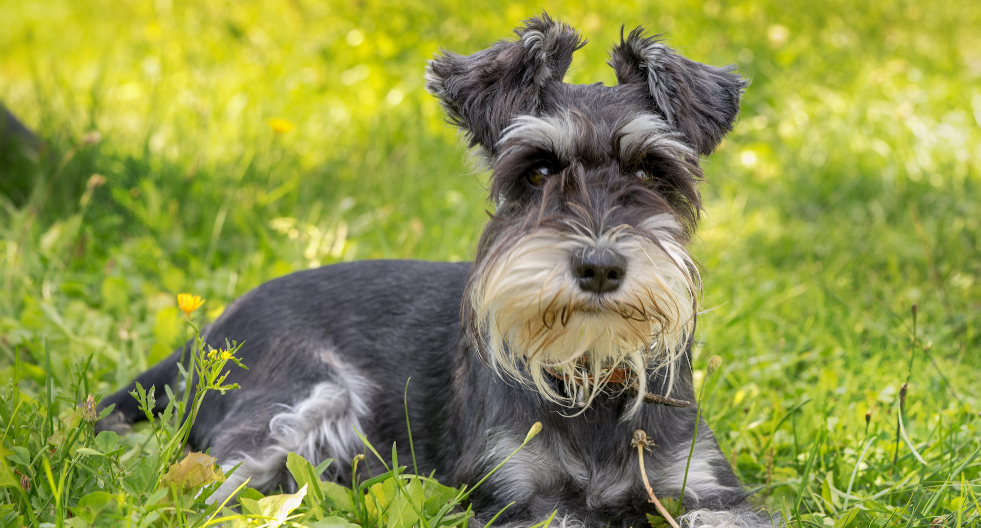 The Schnauzer Guide: Personality, History, Training, Food, and More - The  Farmer's Dog