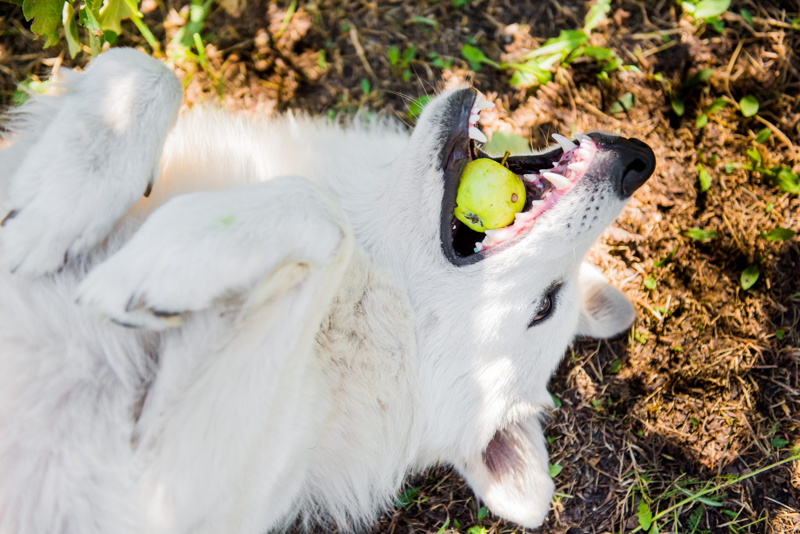 Dog choking hot sale on kibble