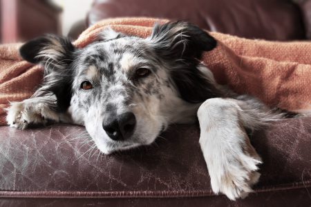 how to treat a dog vomiting blood