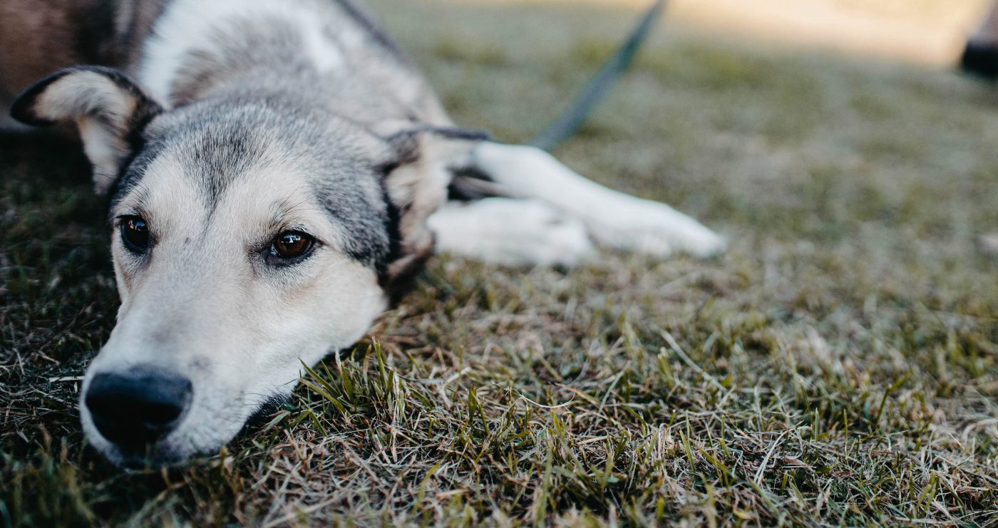 Could Your Dog's Water Bowl Make Him Sick? Here's What You Need To Know