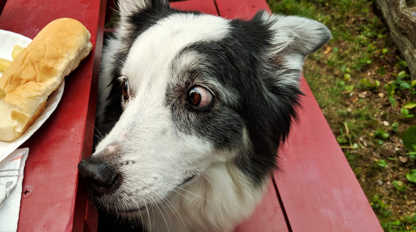 How to Prevent a Dog From Coveting or Stealing Your Food The Farmer's Dog