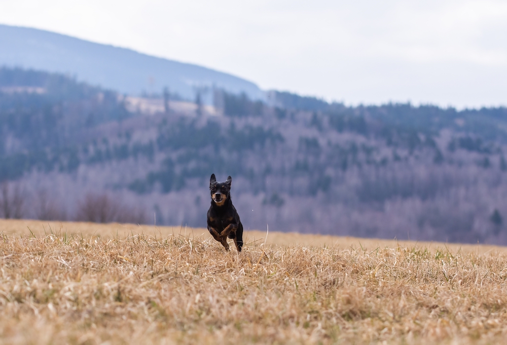 The farmer's outlet dog recall