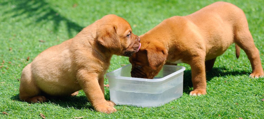 Daily drinking water for dogs