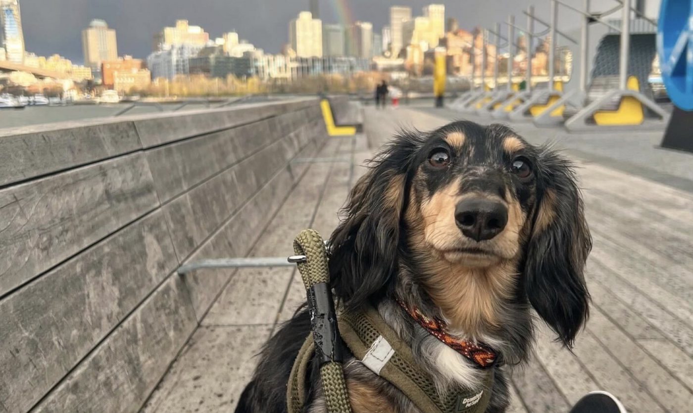 Ways Dogs Are Smarter Than You Think - Hot Dog on a Leash