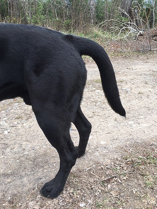 A black dog's tail, pointing down.