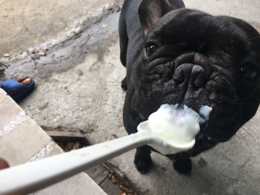 A French bulldog eating yogurt from a spoon.