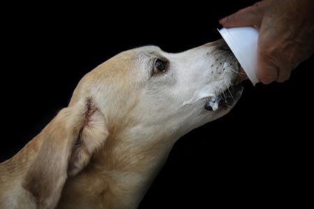 The Farmer's Dog Multi-Year Feeding Study