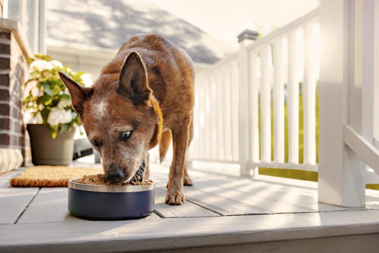 how-the-farmer-s-dog-works-the-farmer-s-dog