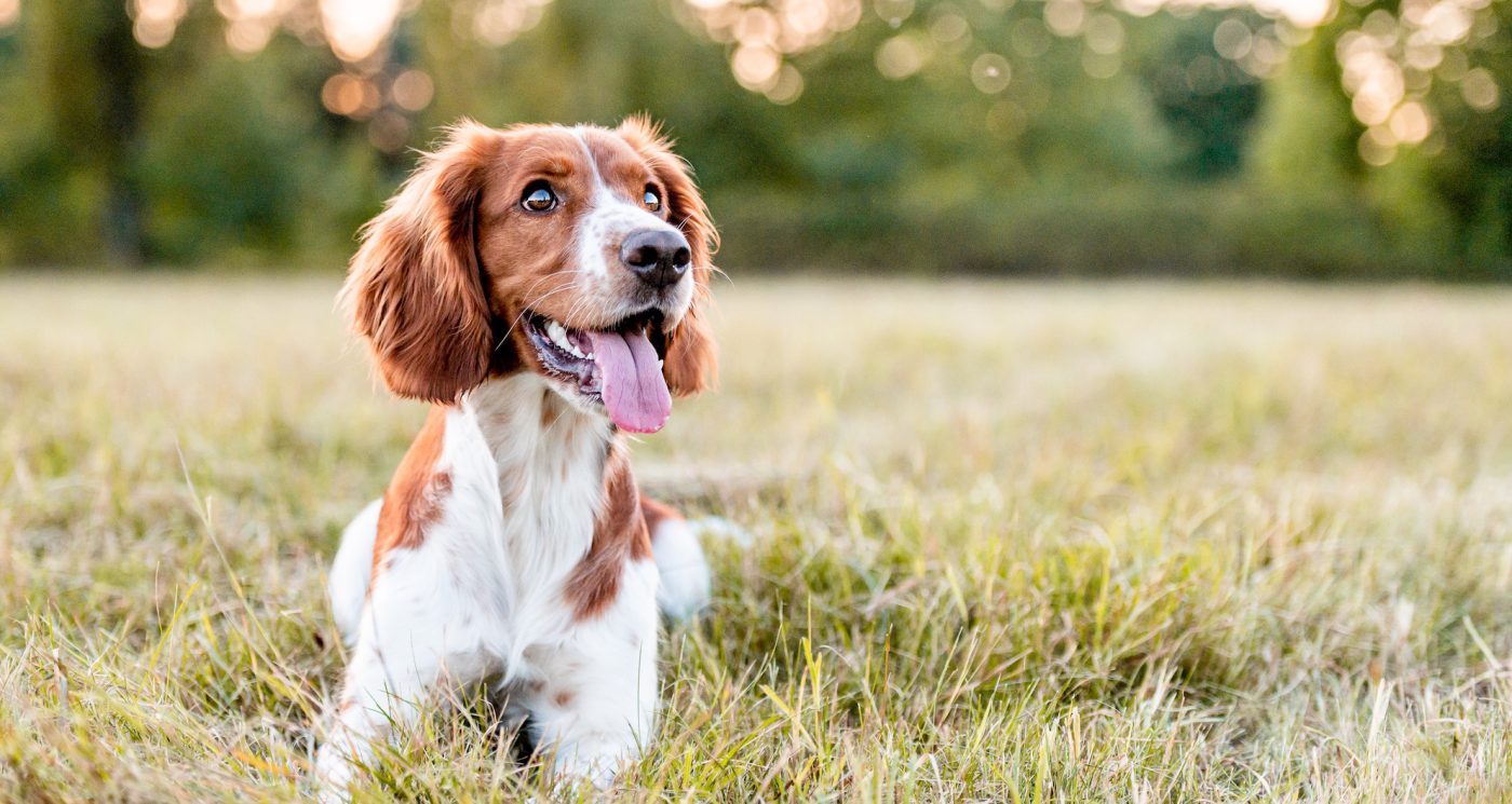 Copper in Dog Food and Liver Health What You Should Know The