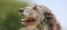 The Irish Wolfhound Breed Guide: History, Personality, Grooming, Training, Health, and Feeding