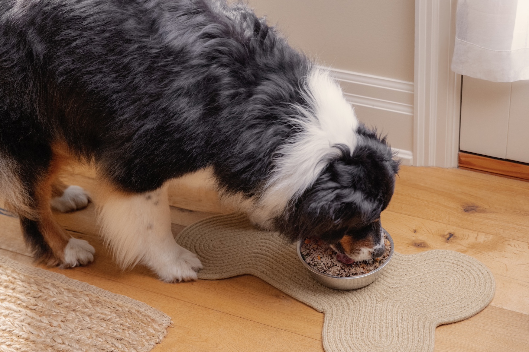 Dog eating fresh food out of metal bowl.