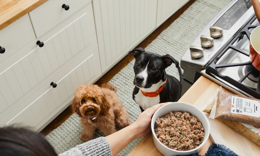 Dogs waiting for food in bowl on counter.