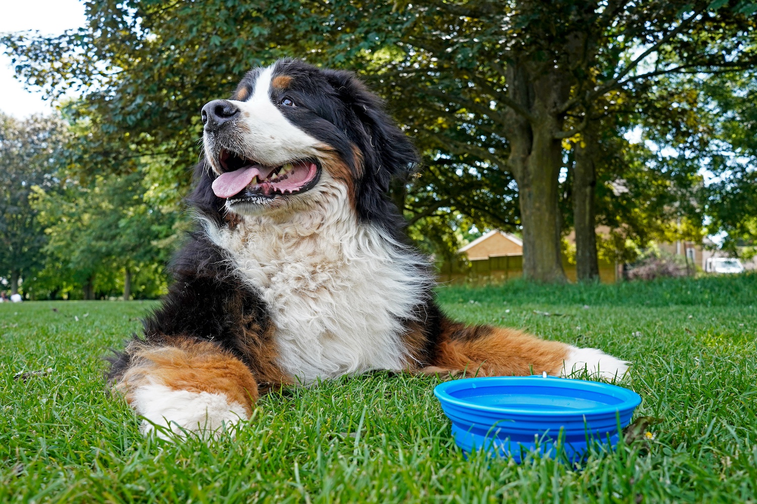 A Bernese mountain dog panting outdoors near a bowl of water