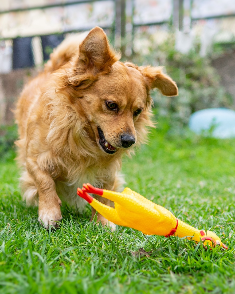 A dog playing with a rubber chicken.