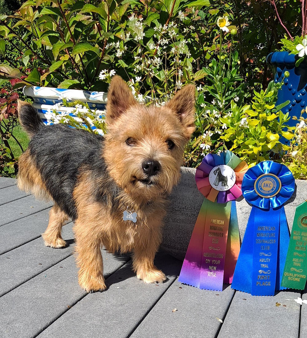 Rascal, a three-legged dog, posing with award ribbons.