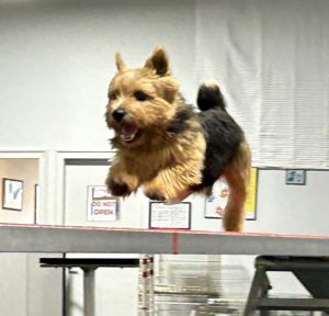 Rascal, a three-legged dog, competing at agility.