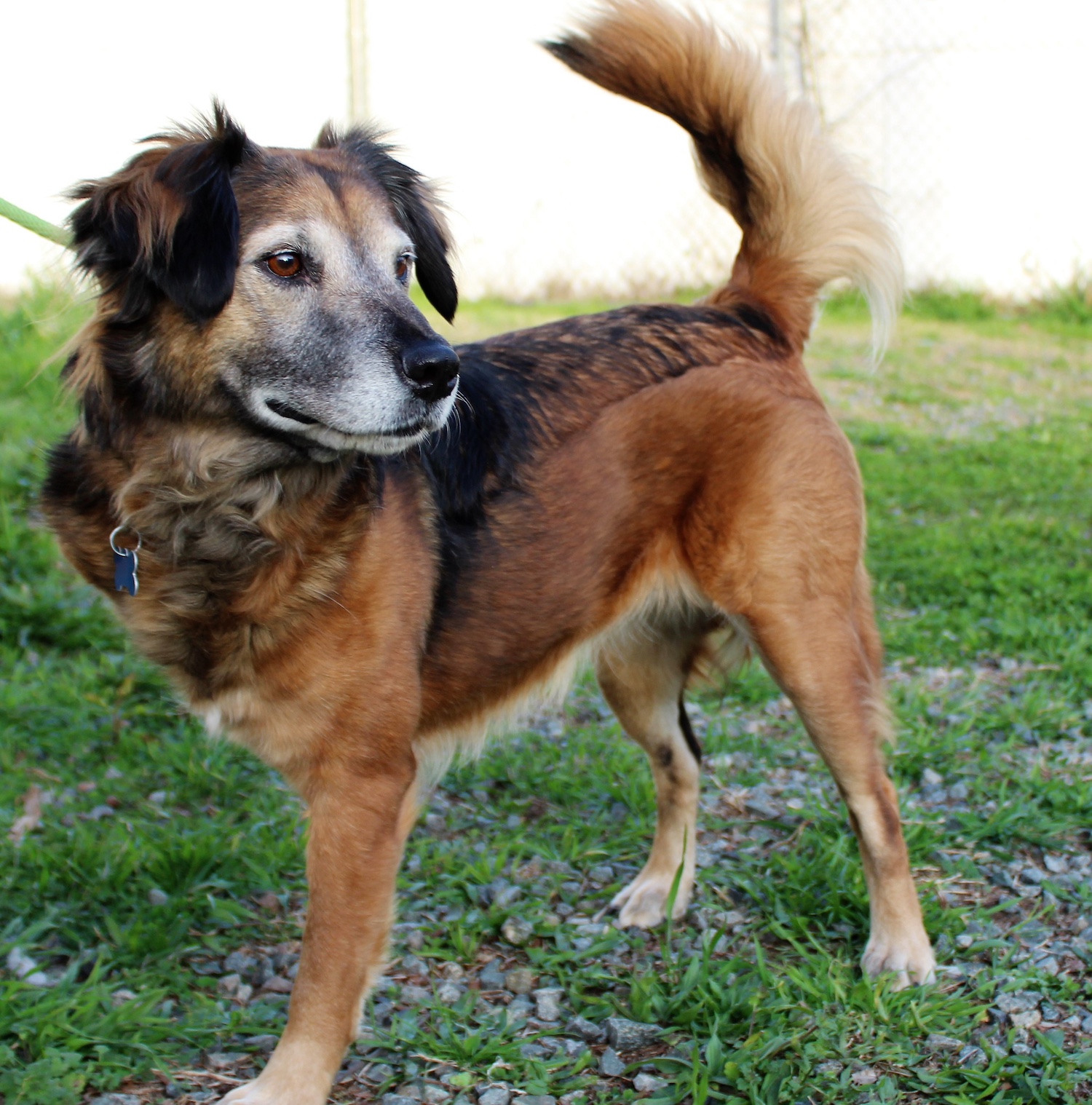 A three-legged dog with a gray muzzle standing on grass.